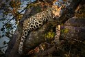 104 Noord Pantanal, jaguar